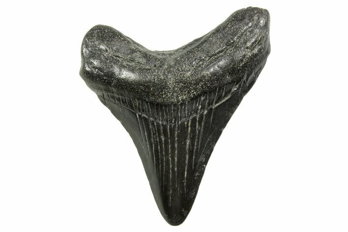 Juvenile Megalodon Tooth - South Carolina #375961